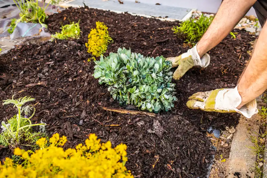 Fresh premium mulch applied around garden beds