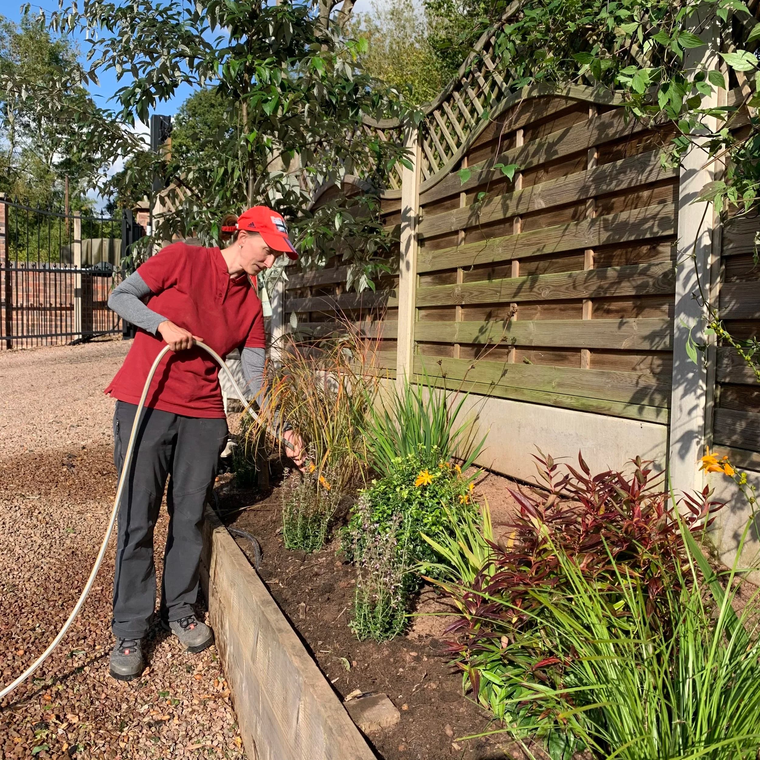 Newly planted shrubs and ornamental plants
