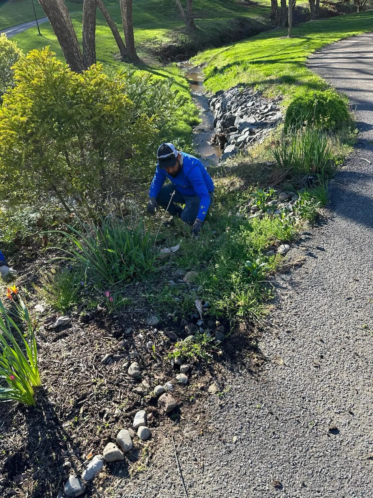 Newly planted shrubs and ornamental plants