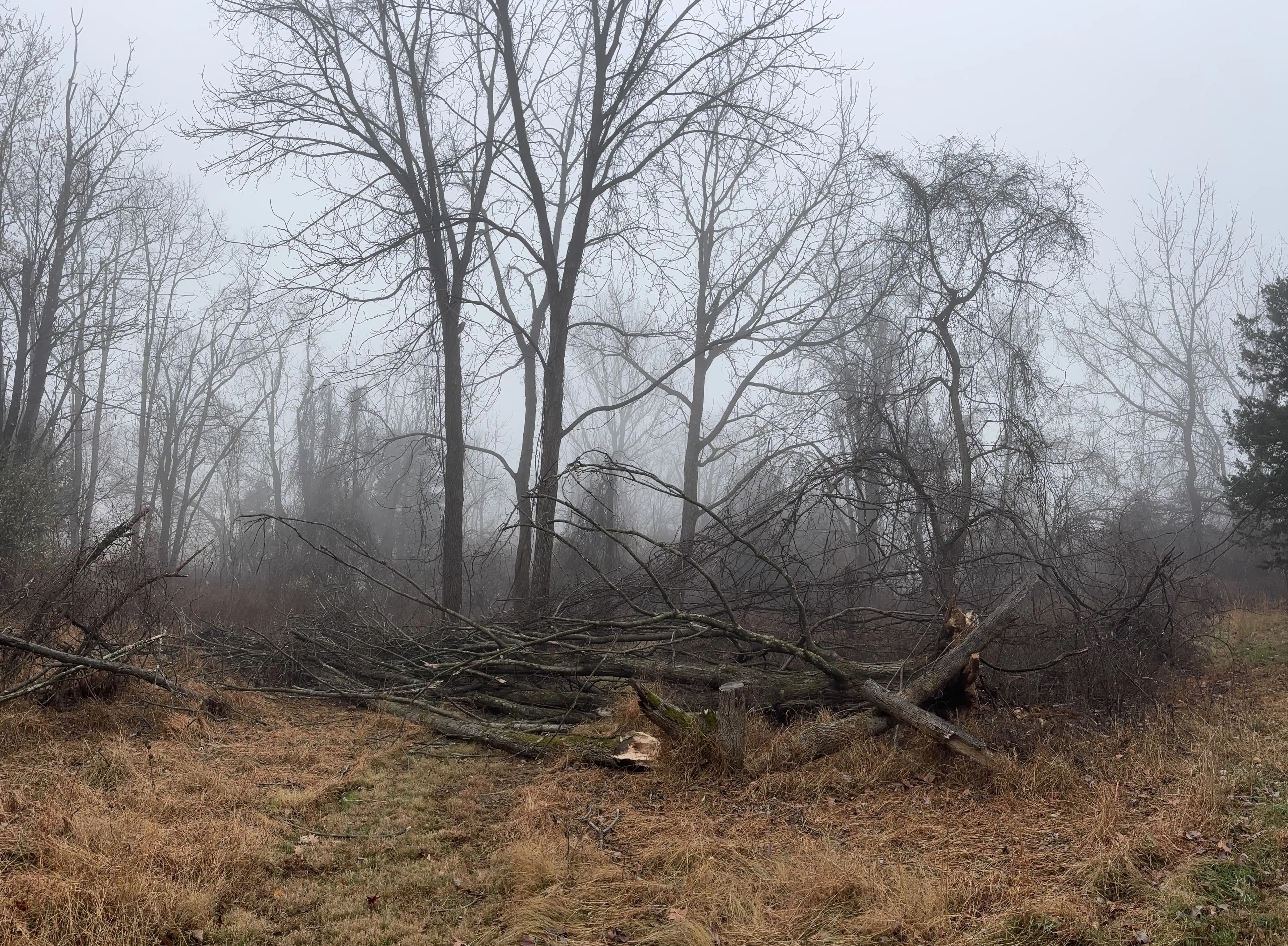 Yard cleared of fallen leaves and debris
